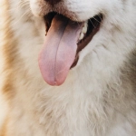 Интерфейс игрового автомата The Dog House Megaways с барабанами