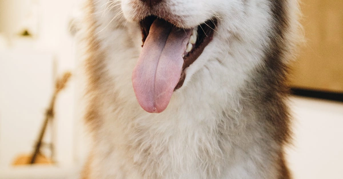 Интерфейс игрового автомата The Dog House Megaways с барабанами